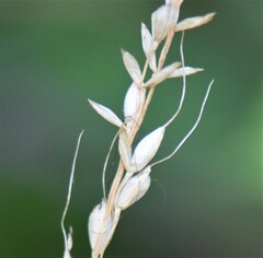 Oryzopsis asperifolia