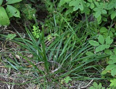 Oryzopsis asperifolia