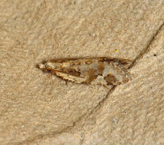 Euphona euphona