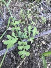 Nemophila parviflora