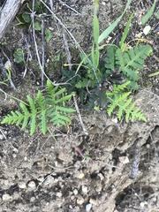 Pentagramma triangularis