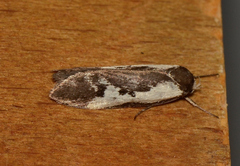 Cosmaresta placochorda