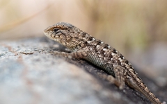 Sceloporus horridus