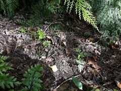 Asplenium × lucrosum