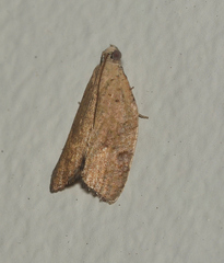 Meritastis