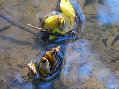 Lysichiton americanus