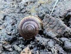 Helminthoglypta traskii