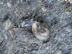 Helminthoglypta traskii