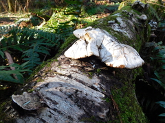 Fomitopsis betulina