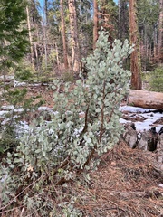 Arctostaphylos viscida mariposa