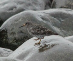 Calidris ptilocnemis
