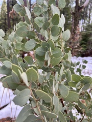 Arctostaphylos viscida mariposa