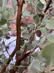 Arctostaphylos viscida mariposa