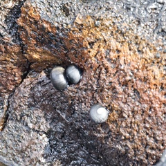 Nerita picea