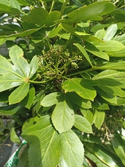 Pseudopanax lessonii