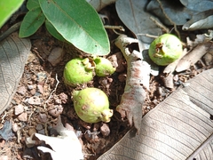 Psidium myrsinites