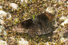 Gorgopas chlorocephala