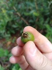 Psidium myrsinites