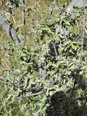 Olearia odorata