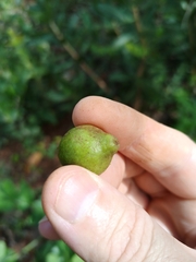 Psidium myrsinites