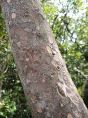 Psidium myrsinites