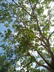 Psidium myrsinites