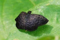 Camptopleura auxo