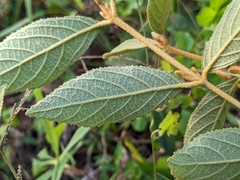 Callicarpa formosana formosana