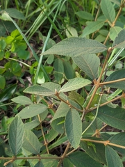 Callicarpa formosana formosana