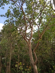 Psidium myrsinites