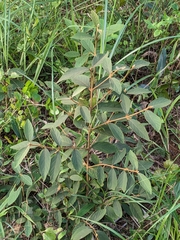 Callicarpa formosana formosana