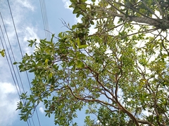Psidium myrsinites