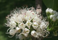 Melicope elleryana