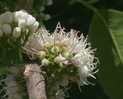 Melicope elleryana