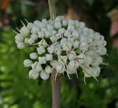 Melicope elleryana