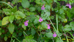 Impatiens textorii
