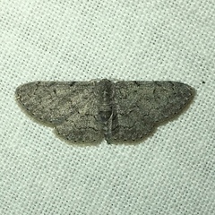 Idaea violacearia