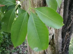 Melicope elleryana