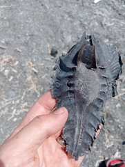 Callorhinchus milii