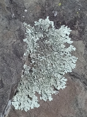 Xanthoparmelia cumberlandia