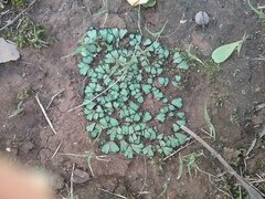 Riccia limbata