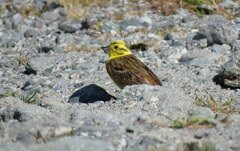 Emberiza citrinella caliginosa