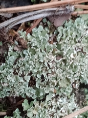 Cladonia apodocarpa