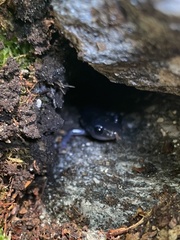 Plethodon amplus