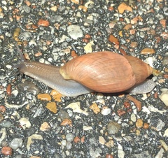 Euglandina rosea