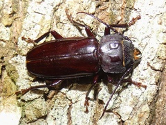 Mallodon chevrolatii