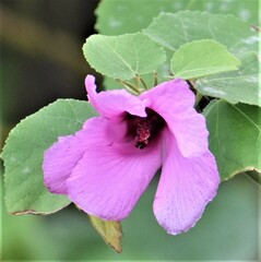 Hibiscus furcellatus