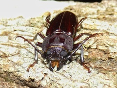 Mallodon chevrolatii