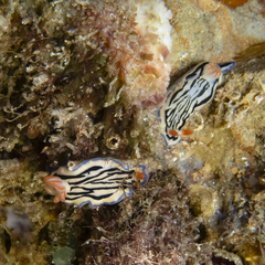 Hypselodoris maritima