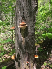 Ganoderma tsugae